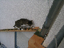 Katzentreppe